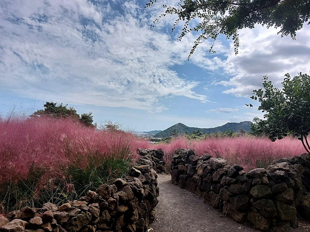 a stone wall next to a field of pink grass